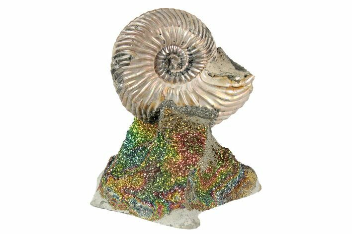 Iridescent, Pyritized Ammonite (Quenstedticeras) Fossil Display #193219